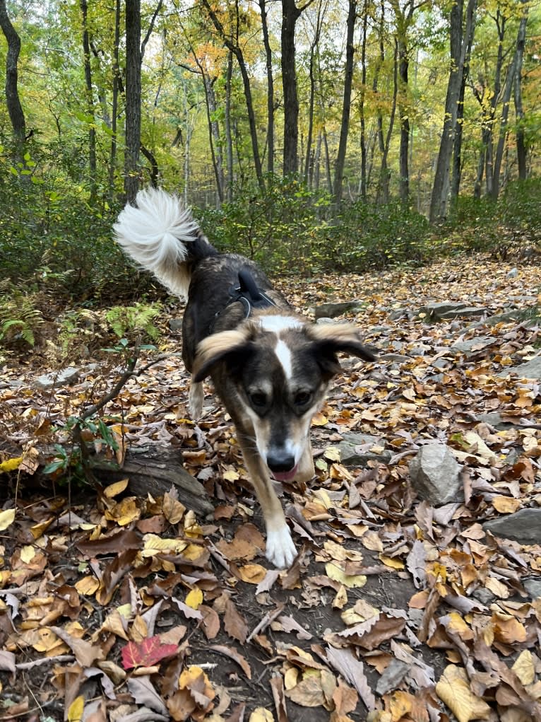 Benny, an Arabian Village Dog tested with EmbarkVet.com