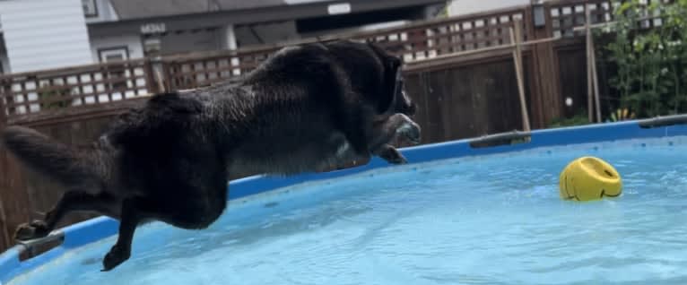 Guinness, a Labrador Retriever and Australian Cattle Dog mix tested with EmbarkVet.com