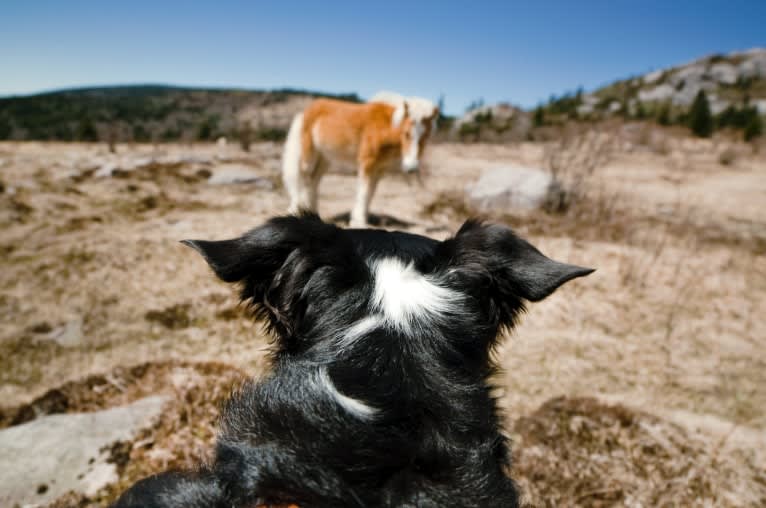 Jack, a Border Collie tested with EmbarkVet.com