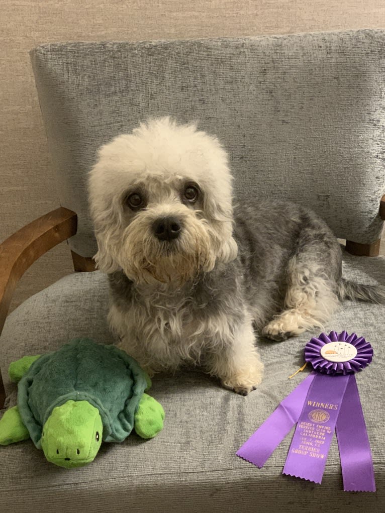 Tilly, a Dandie Dinmont Terrier tested with EmbarkVet.com