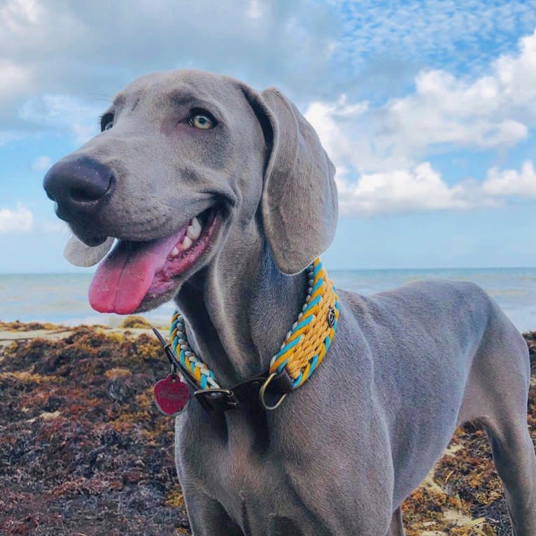 Arya the Weim, a Weimaraner tested with EmbarkVet.com