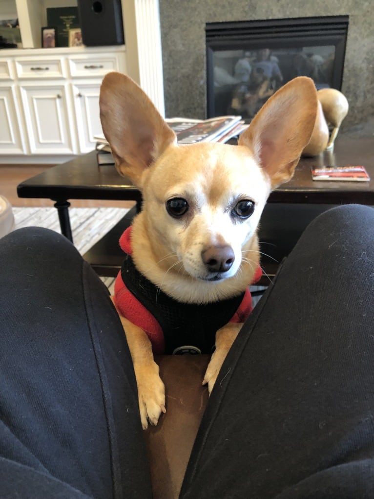 Puppet, a Pomeranian and Chihuahua mix tested with EmbarkVet.com