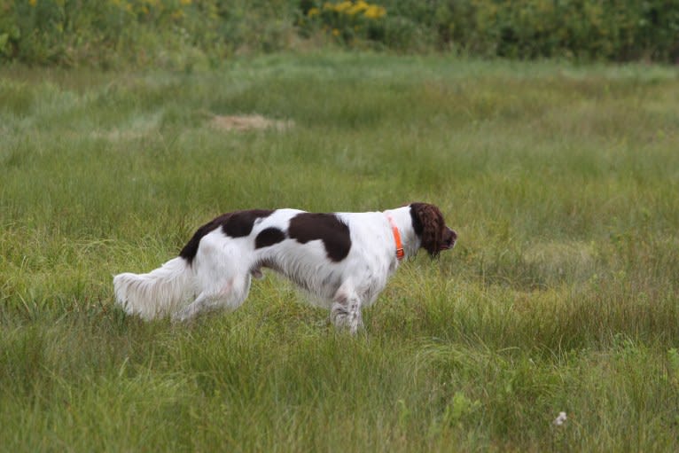 Vasco de Gama d'Arthémis, a French Spaniel tested with EmbarkVet.com