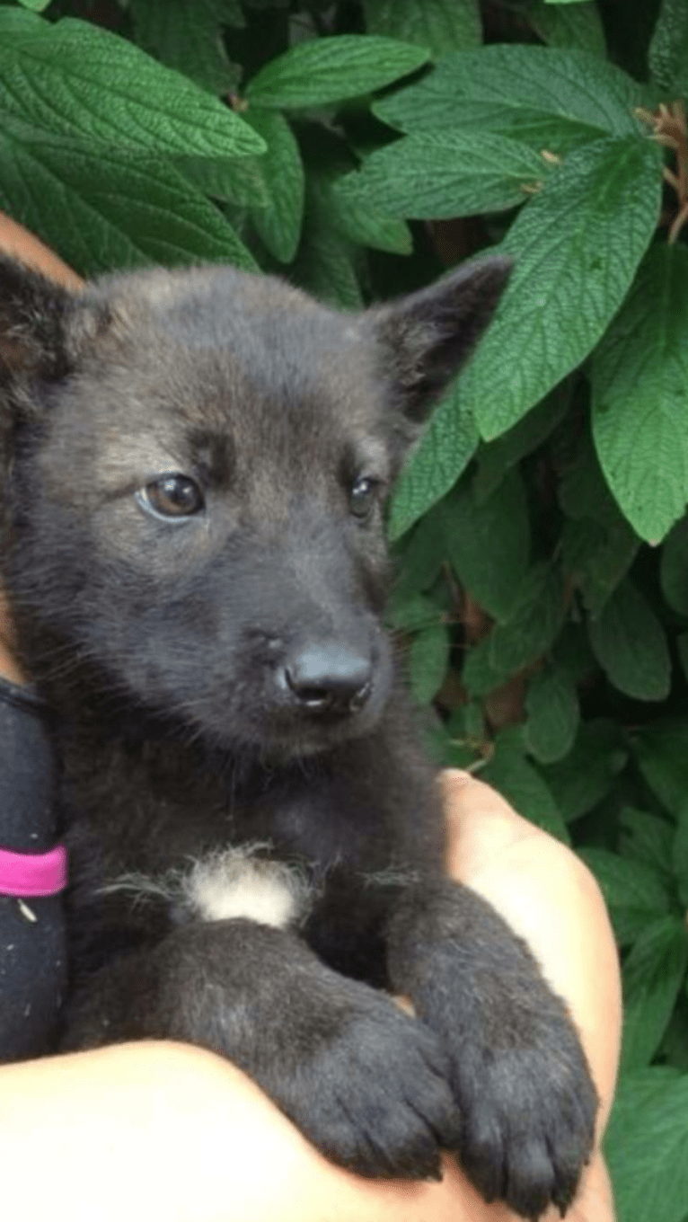 Timber, an Alaskan-type Husky and German Shepherd Dog mix tested with EmbarkVet.com