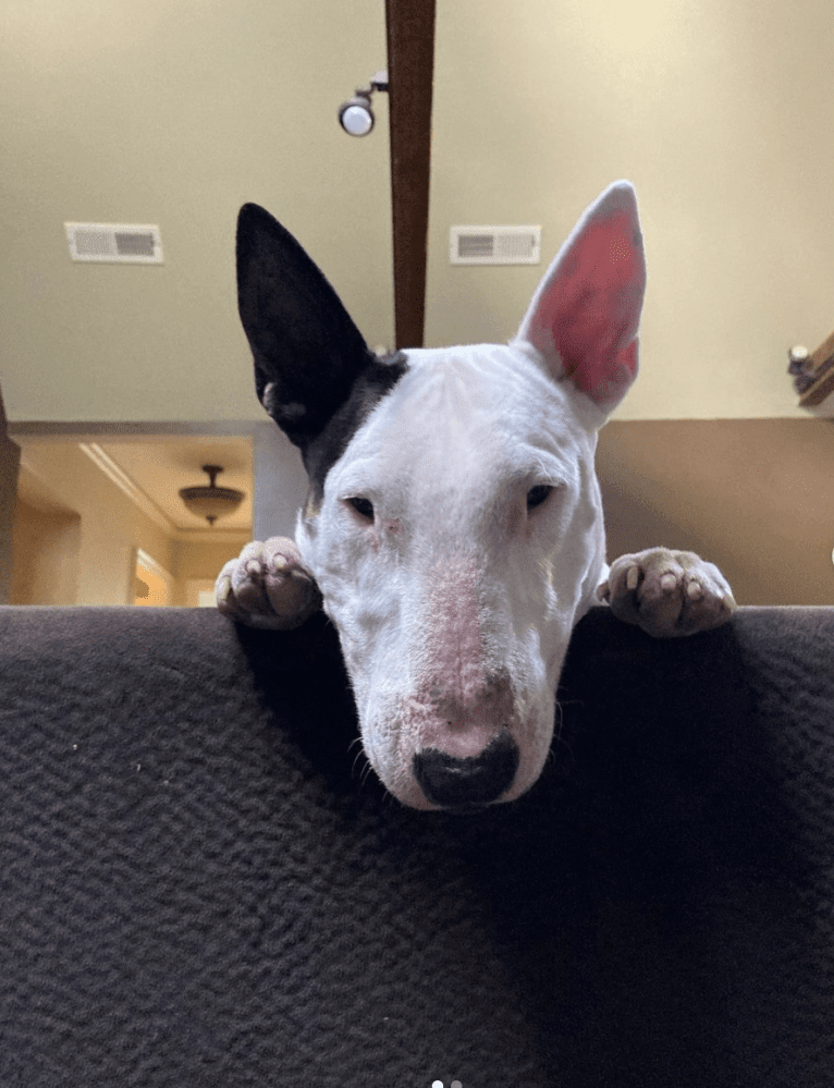 Janice, a Bull Terrier tested with EmbarkVet.com