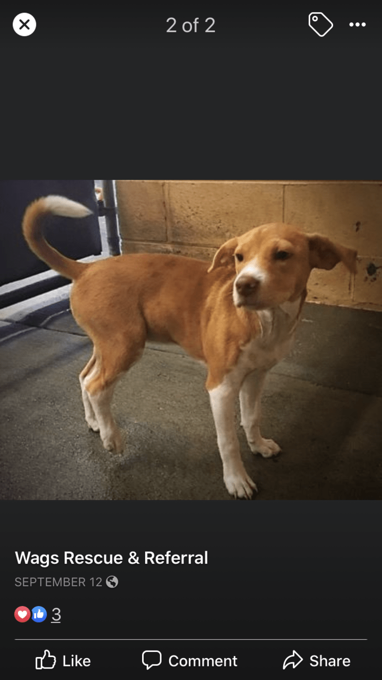 Georgia, a Russell-type Terrier and Chinese Shar-Pei mix tested with EmbarkVet.com