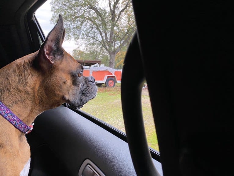 Whiskey - Baldwin's Love Note, a Boxer tested with EmbarkVet.com