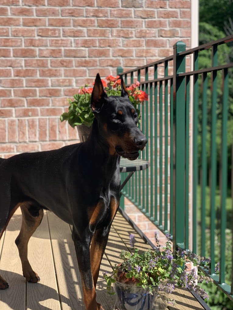 South Paw’s Nhaga, a Doberman Pinscher tested with EmbarkVet.com