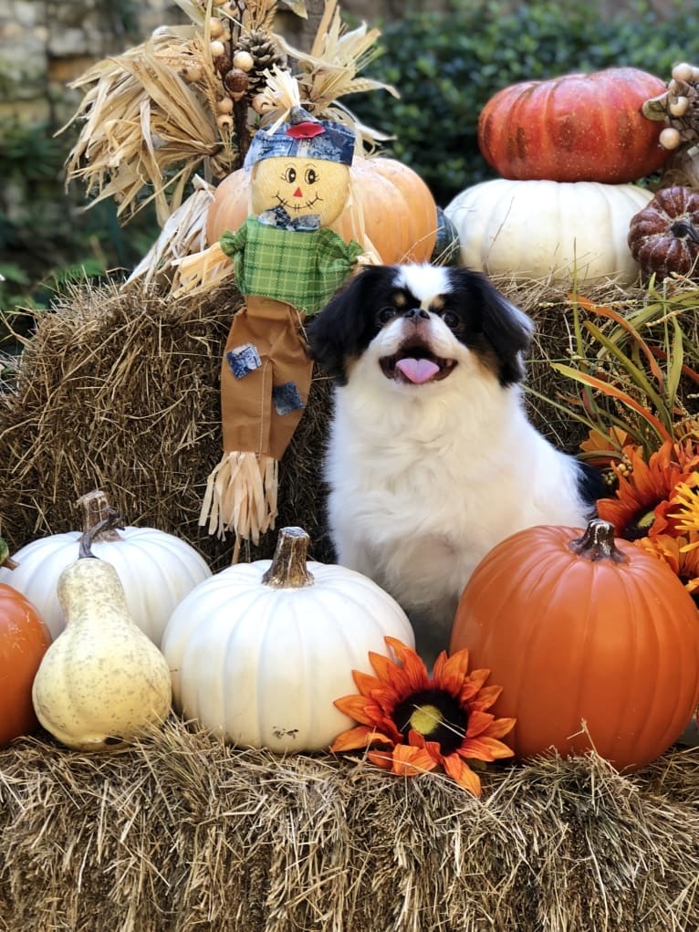 Cujo, a Japanese Chin tested with EmbarkVet.com