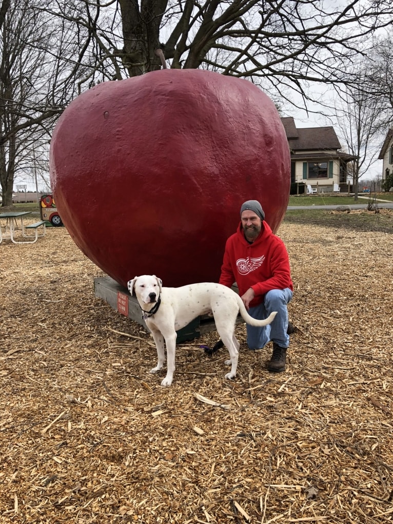 Dylan, an American Bully and Great Pyrenees mix tested with EmbarkVet.com