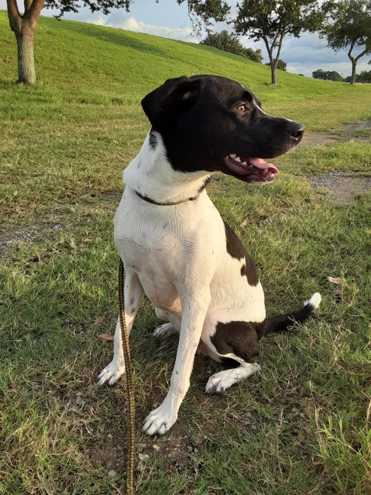 PATIENCE, a Labrador Retriever and American Pit Bull Terrier mix tested with EmbarkVet.com