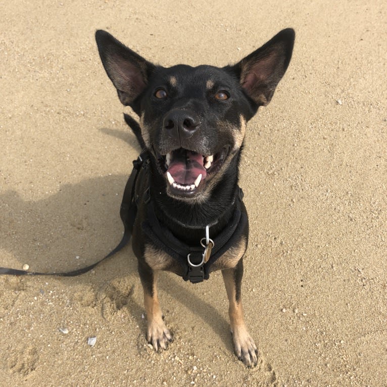 Ruby Forest, a Southeast Asian Village Dog tested with EmbarkVet.com