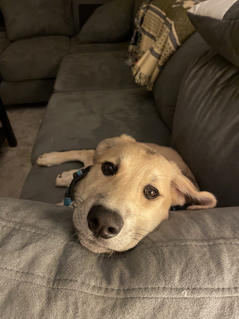 Sadie, a Great Pyrenees and German Shepherd Dog mix tested with EmbarkVet.com