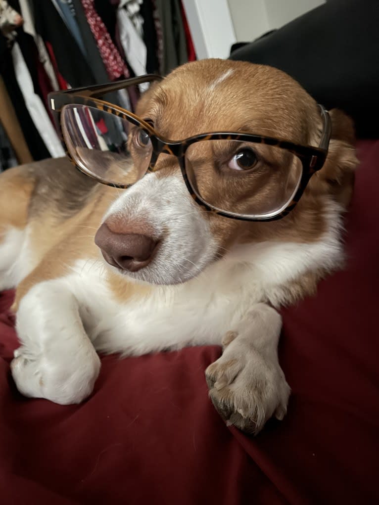 Luna, a Miniature/MAS-type Australian Shepherd and Pembroke Welsh Corgi mix tested with EmbarkVet.com