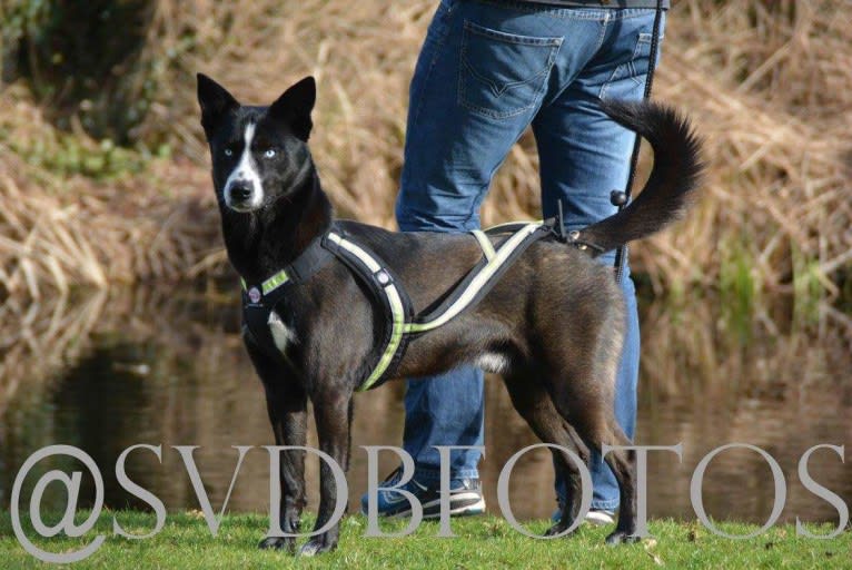 Takoda, an Alaskan-type Husky and Siberian Husky mix tested with EmbarkVet.com