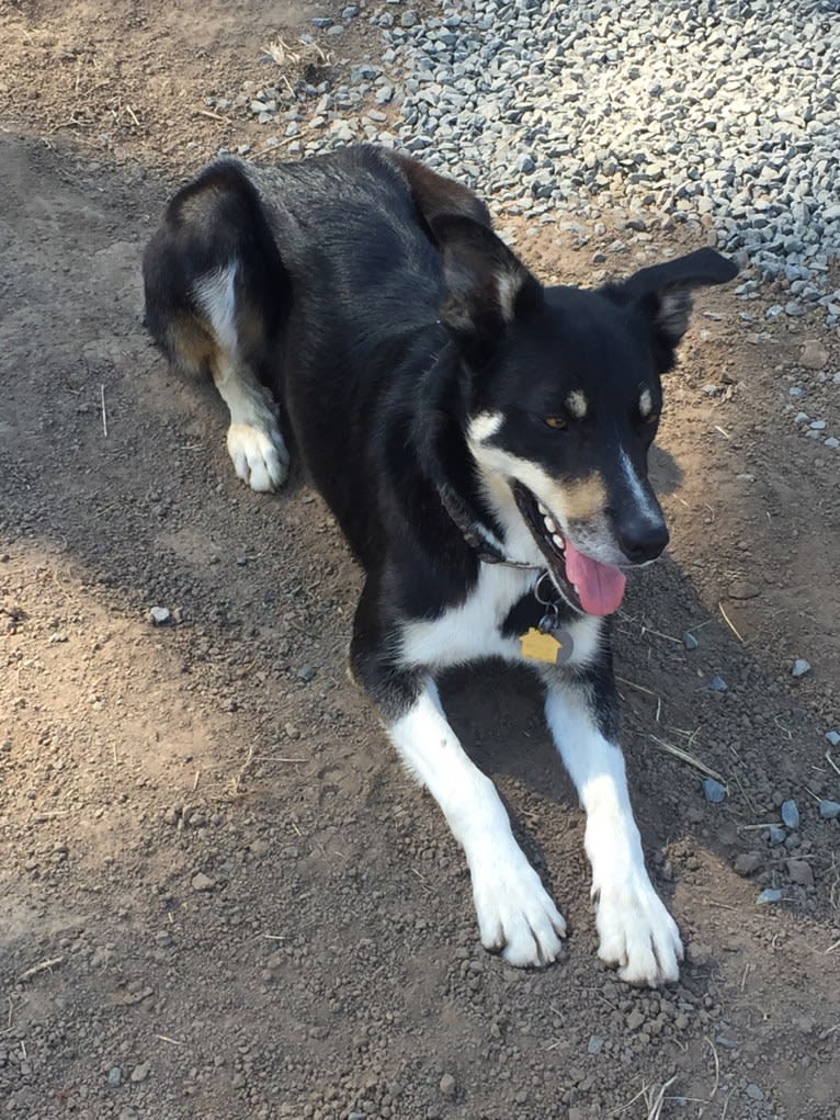 Ollie, a Border Collie tested with EmbarkVet.com