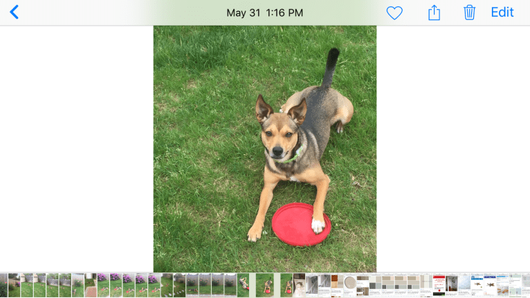 Naomi, a Pomeranian and Rat Terrier mix tested with EmbarkVet.com