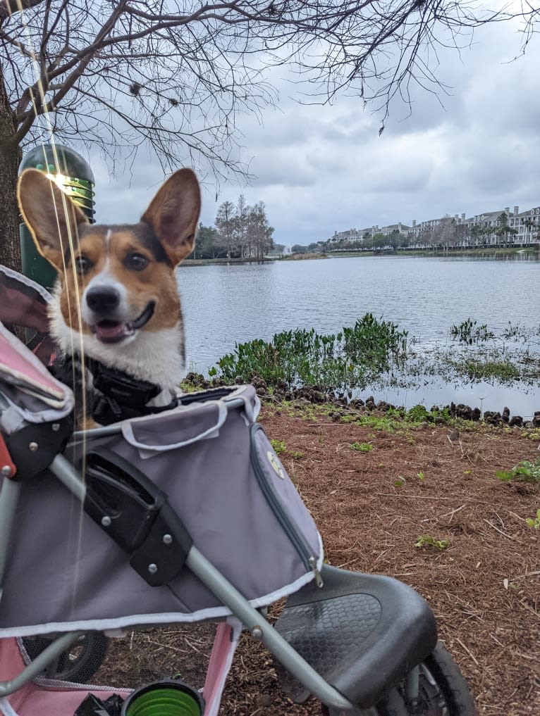 Biscuit, a Pembroke Welsh Corgi and Cardigan Welsh Corgi mix tested with EmbarkVet.com