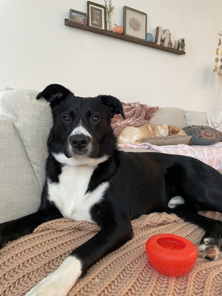 Marlowe Gandalf, a Siberian Husky and Australian Shepherd mix tested with EmbarkVet.com