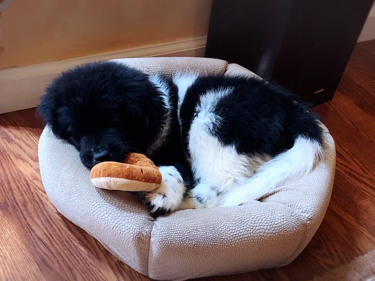 Iris, a Newfoundland tested with EmbarkVet.com