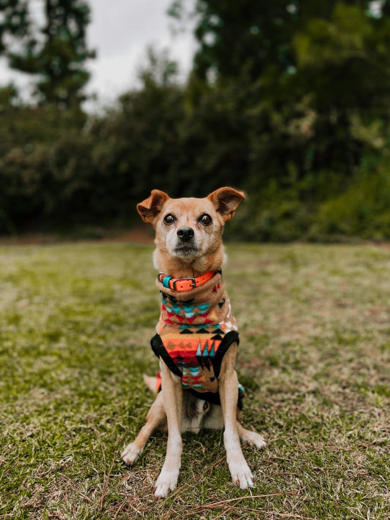 Rocky, a Chihuahua and Miniature Pinscher mix tested with EmbarkVet.com