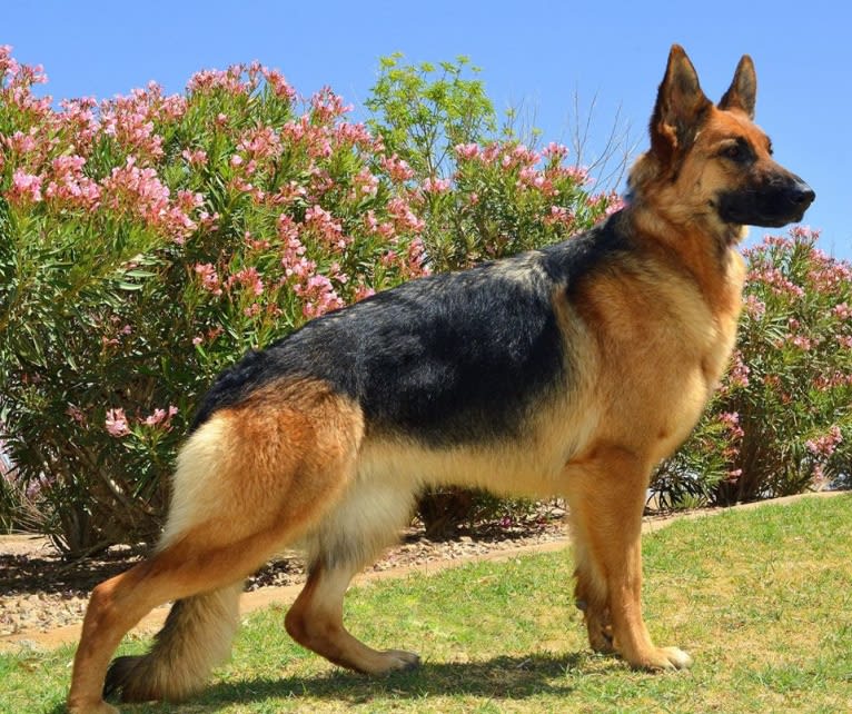 Nyra, a German Shepherd Dog tested with EmbarkVet.com