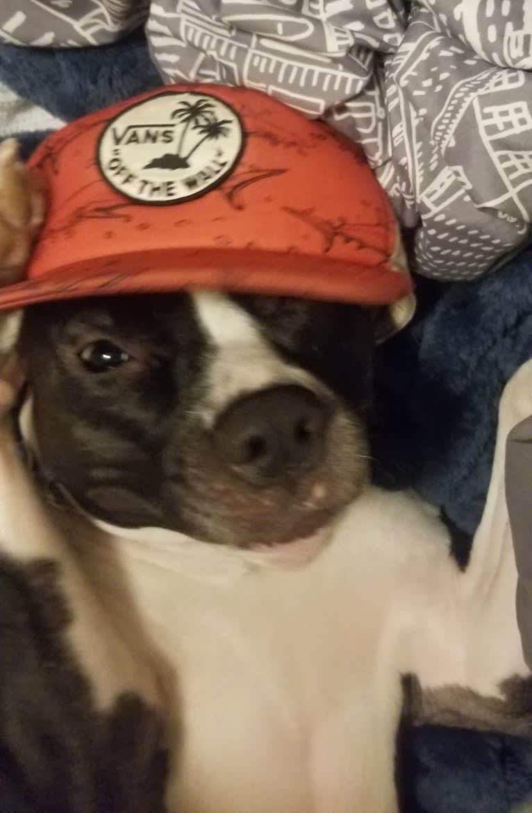 Dany, an American Pit Bull Terrier tested with EmbarkVet.com