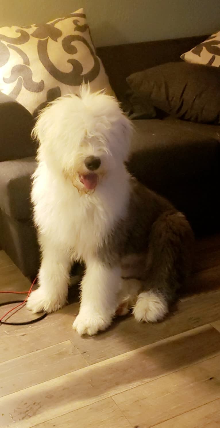 Russell, an Old English Sheepdog tested with EmbarkVet.com