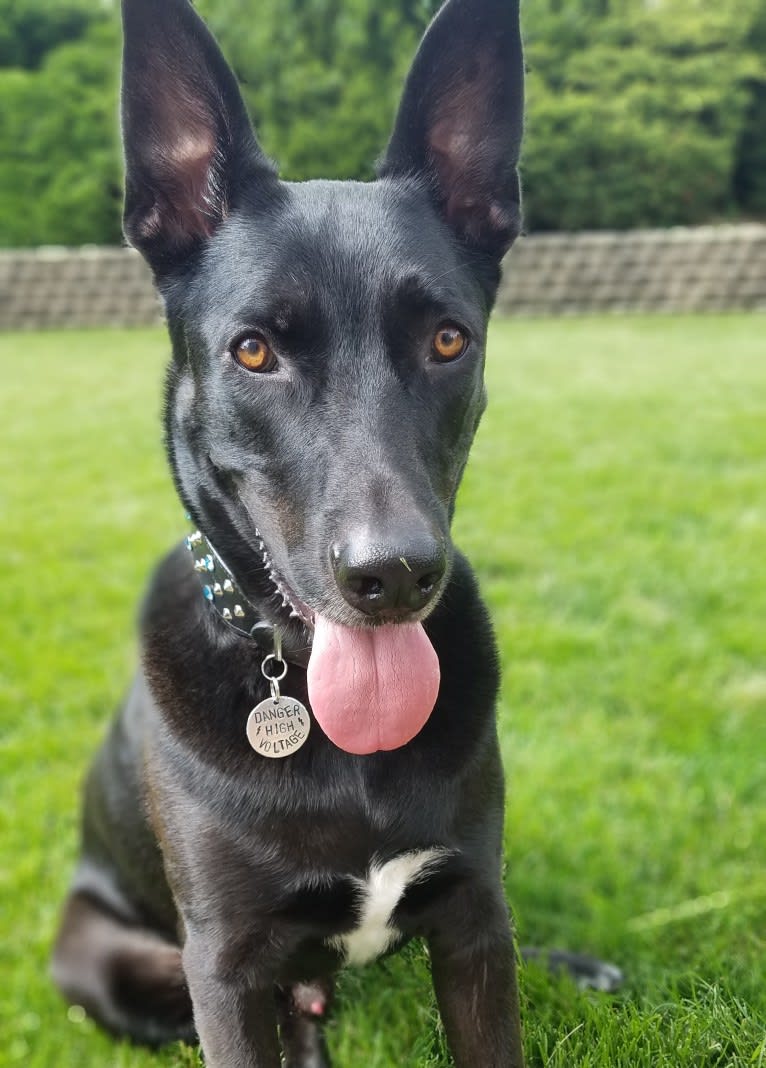 Rowan, a German Shepherd Dog and American Pit Bull Terrier mix tested with EmbarkVet.com