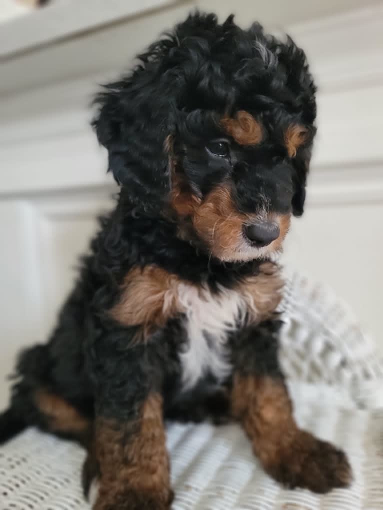 Ferdinand, a Bernedoodle tested with EmbarkVet.com
