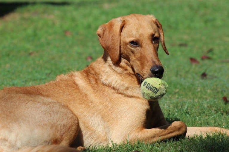 Murphy, a Labradoodle tested with EmbarkVet.com