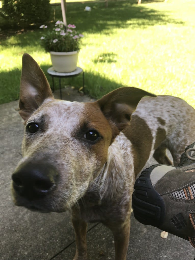 EmmyLou, an Australian Cattle Dog and American Pit Bull Terrier mix tested with EmbarkVet.com