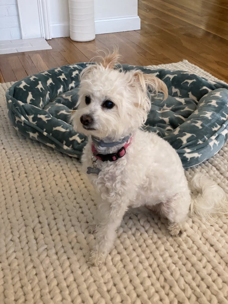 Buca, a Poodle (Small) and Pekingese mix tested with EmbarkVet.com