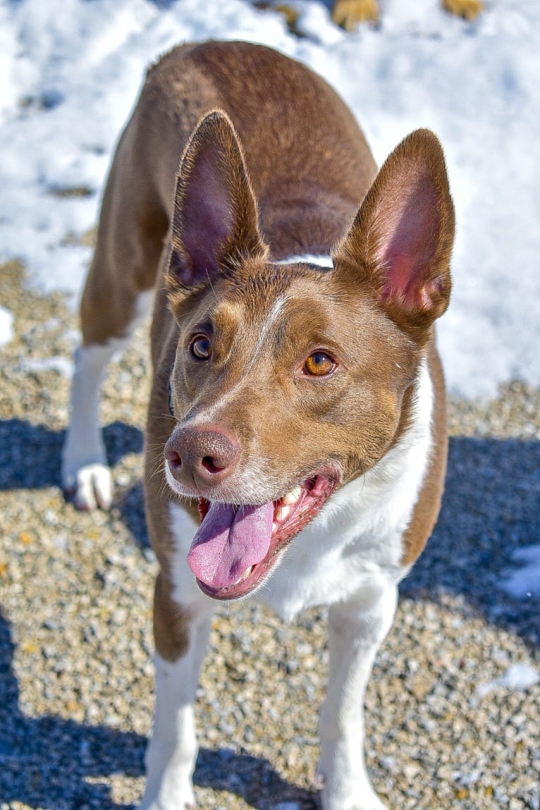 Gemini, a Border Collie and Australian Shepherd mix tested with EmbarkVet.com