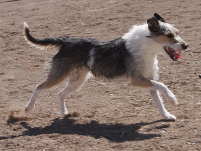 Try, a Border Collie and Whippet mix tested with EmbarkVet.com