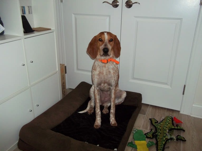 Joanna, an American English Coonhound tested with EmbarkVet.com
