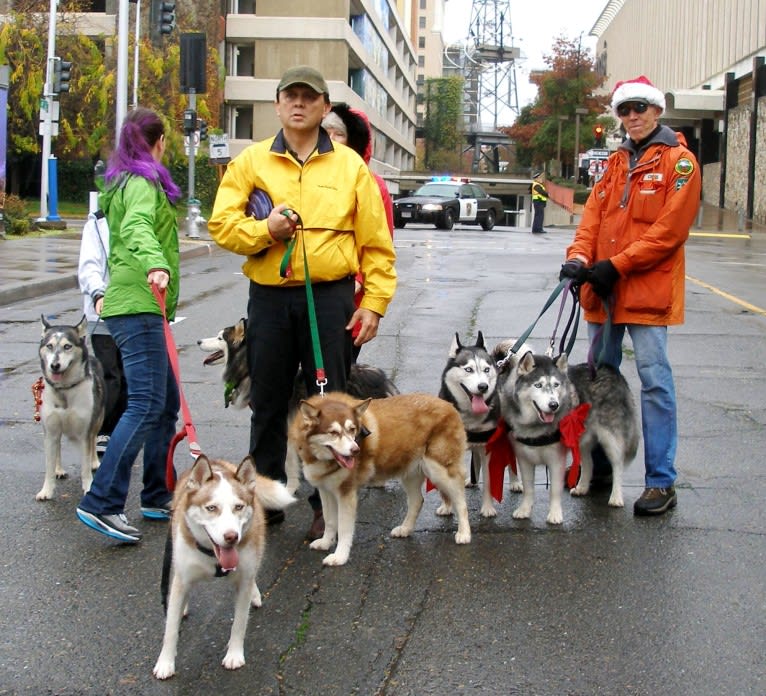 Nala, a Siberian Husky tested with EmbarkVet.com