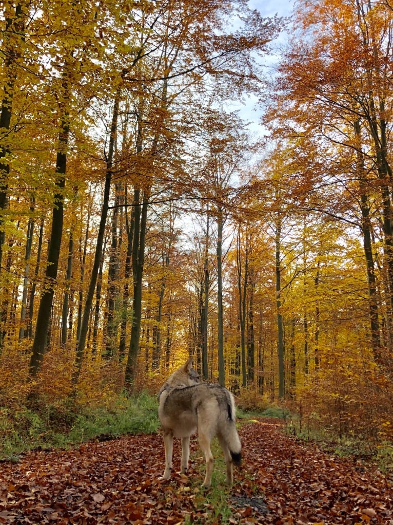 Caya, a Czechoslovakian Vlcak tested with EmbarkVet.com