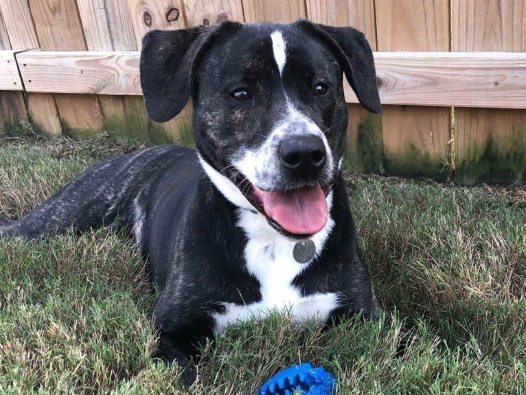 Vivie, an American Pit Bull Terrier and Labrador Retriever mix tested with EmbarkVet.com