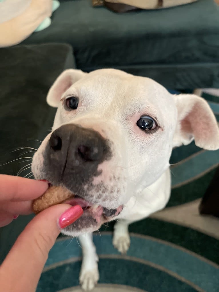 Fetty, an American Pit Bull Terrier and American Staffordshire Terrier mix tested with EmbarkVet.com