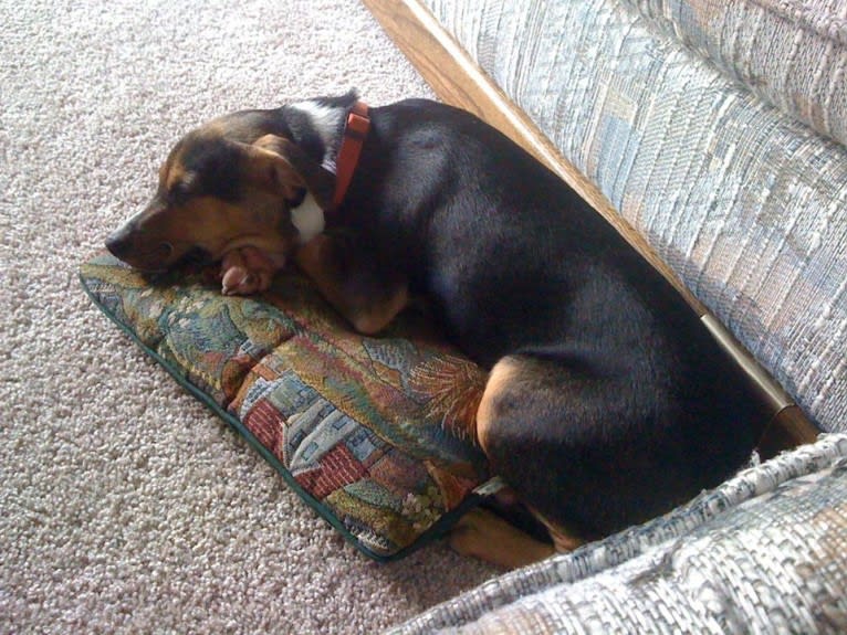 Tuna, a Rat Terrier and Staffordshire Terrier mix tested with EmbarkVet.com