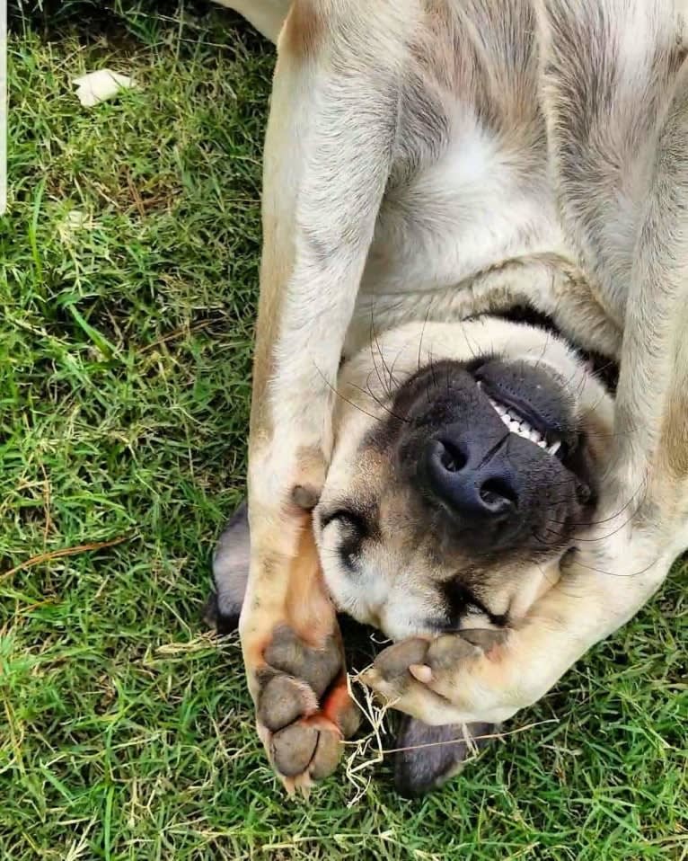 Ziva the Diva, an Anatolian Shepherd Dog tested with EmbarkVet.com