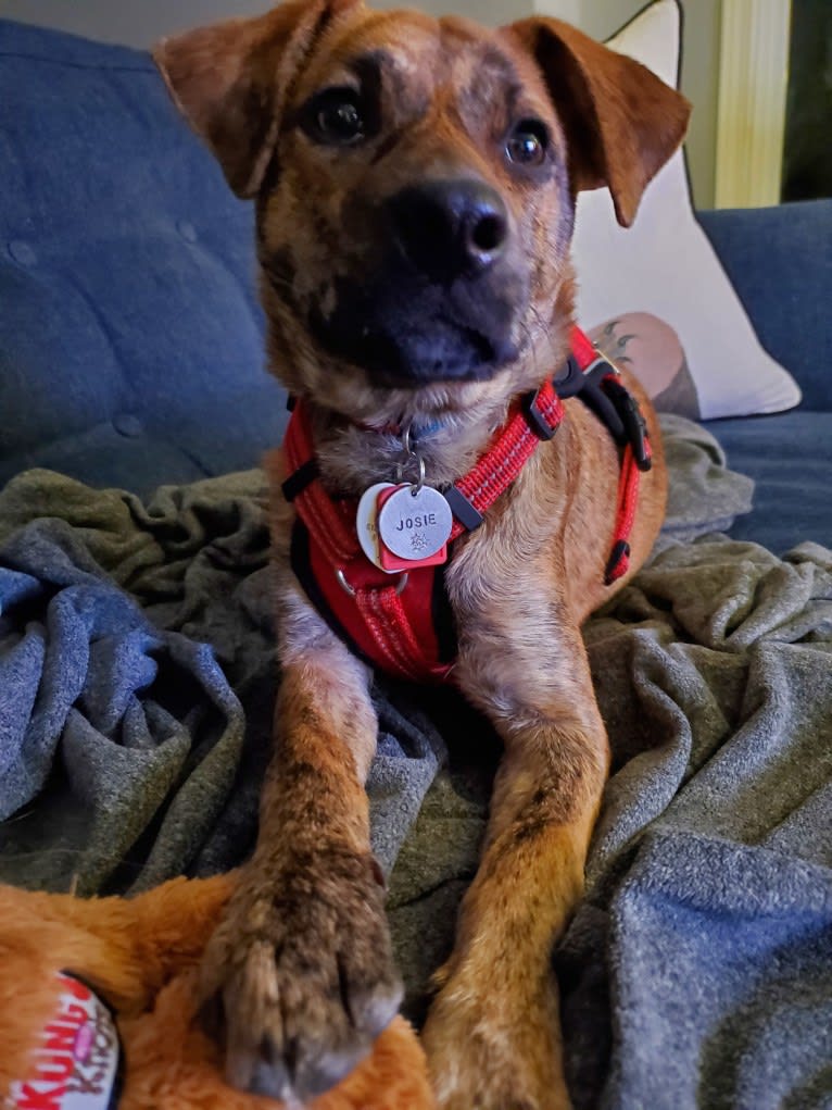 Josie, a Redbone Coonhound and American Pit Bull Terrier mix tested with EmbarkVet.com