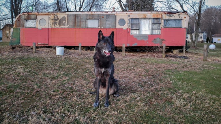 Luna a dog tested with EmbarkVet.com