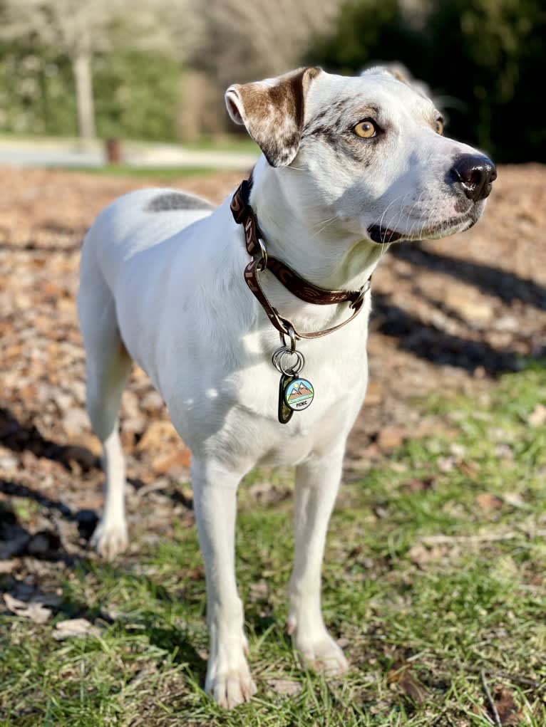 Picnic, an Australian Cattle Dog and Australian Shepherd mix tested with EmbarkVet.com