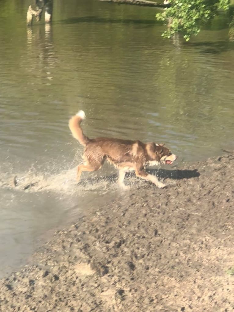 Jake, an Australian Shepherd and Siberian Husky mix tested with EmbarkVet.com