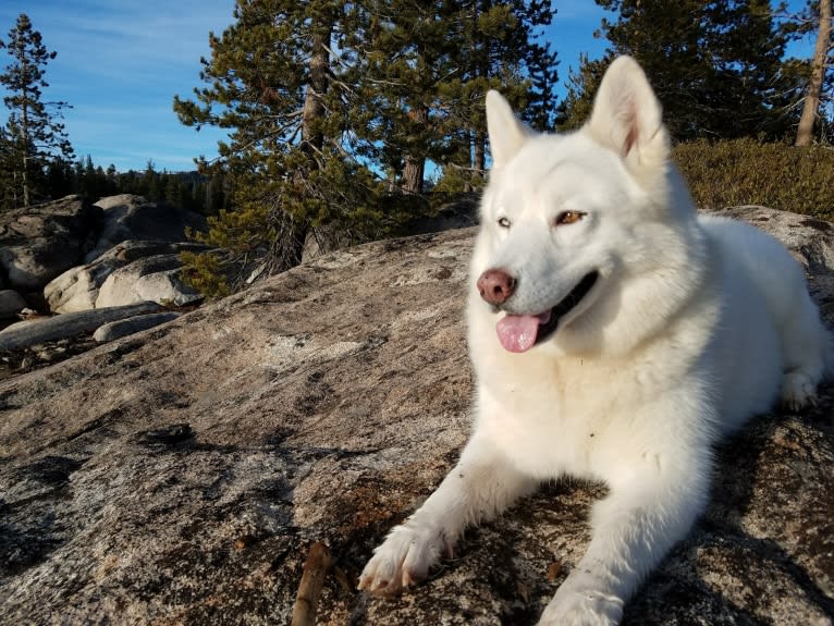 Meeshka, a Siberian Husky tested with EmbarkVet.com