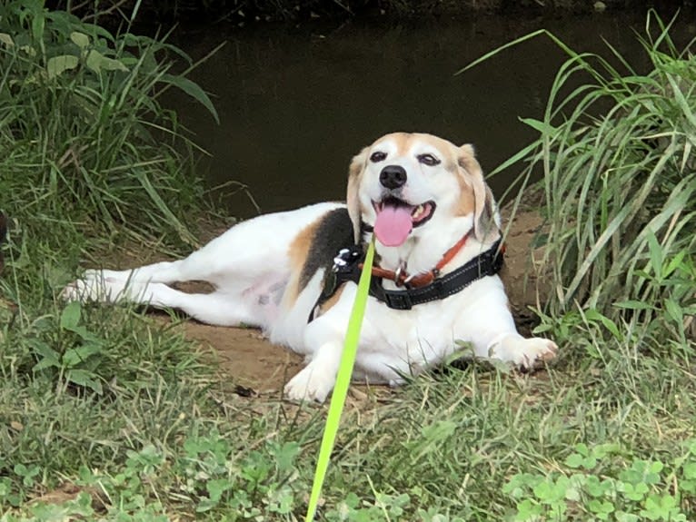 Zoey, a Beagle and Rat Terrier mix tested with EmbarkVet.com