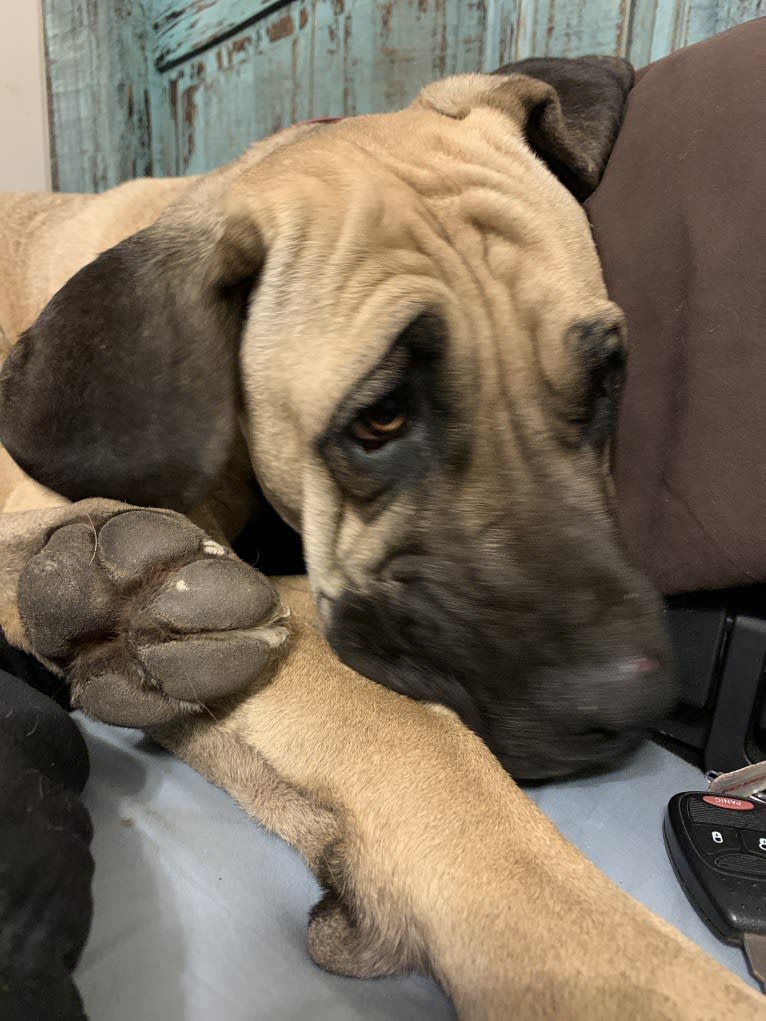 Beloved Corina, a Cane Corso tested with EmbarkVet.com