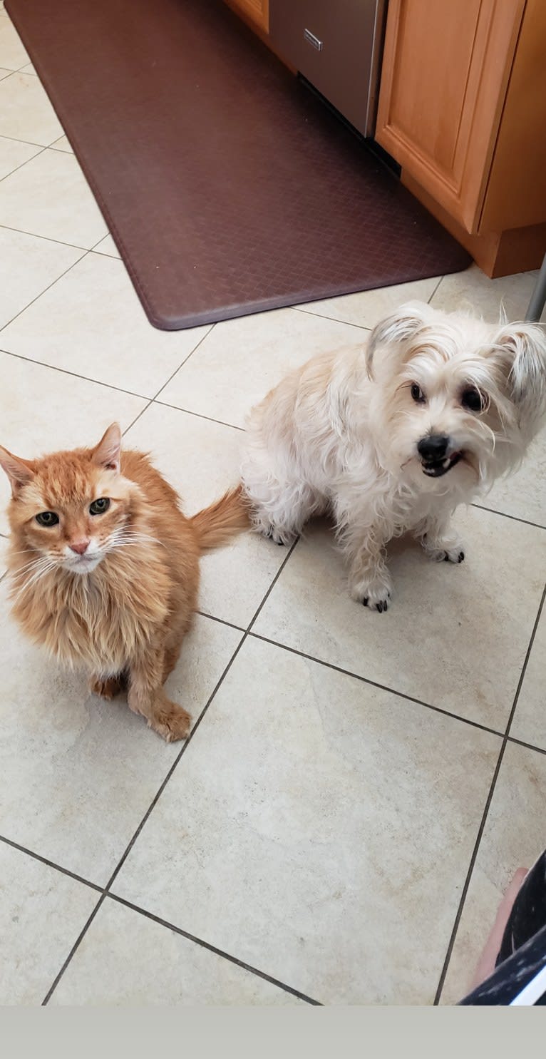 Oliver, a Miniature Schnauzer and Russell-type Terrier mix tested with EmbarkVet.com